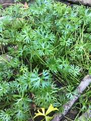 Ranunculus inundatus