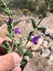 Scutellaria potosina