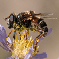 Eristalis cryptarum