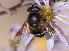 Eristalis cryptarum