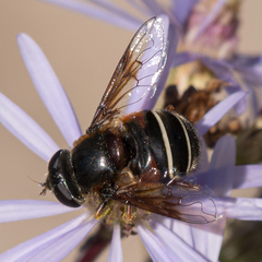 Eristalis cryptarum