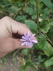Cicerbita macrophylla