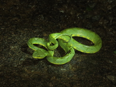 Craspedocephalus gramineus