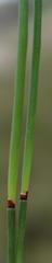 Elegia squamosa