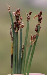 Elegia squamosa