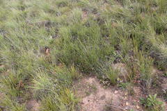 Elegia squamosa
