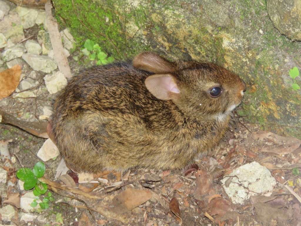 Gabb's Cottontail