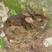 Gabb's Cottontail - Photo (c) carlos_huesos85, some rights reserved (CC BY-NC), uploaded by carlos_huesos85