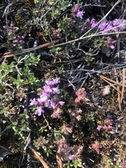 Thymus glabricaulis
