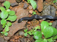 Uropeltis