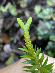 Phlegmariurus phyllanthus