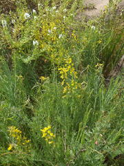 Lebeckia gracilis