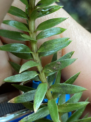 Phlegmariurus phyllanthus