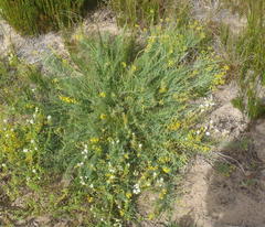 Lebeckia gracilis