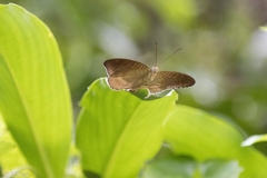 Tanaecia iapis puseda