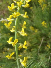 Lebeckia gracilis