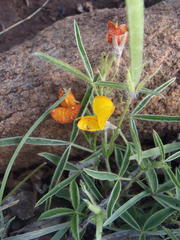 Argyrolobium pauciflorum