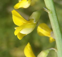 Lebeckia gracilis