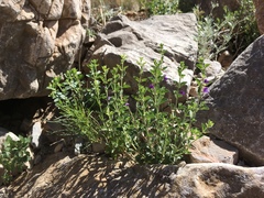 Scutellaria potosina