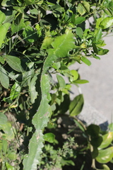 Euphorbia antiquorum