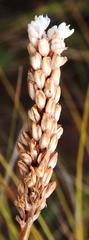 Bulbinella cauda-felis