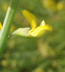 Lebeckia gracilis