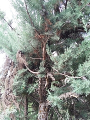 Cupressus