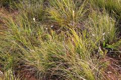 Bulbinella cauda-felis
