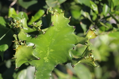 Euphorbia antiquorum
