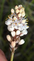 Bulbinella cauda-felis