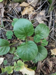Pyrola rotundifolia