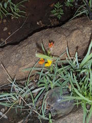 Argyrolobium pauciflorum