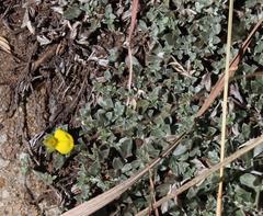 Crotalarieae