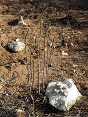 Bulbine cepacea