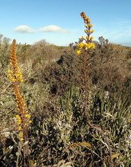 Bulbine cepacea