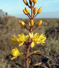 Bulbine cepacea