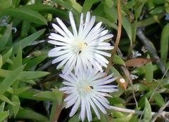 Delosperma inconspicuum