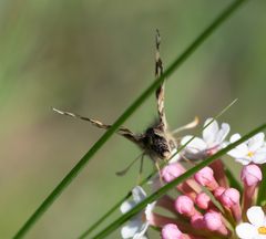 Carterocephalus argyrostigma