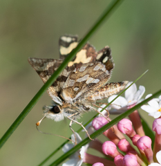 Carterocephalus argyrostigma