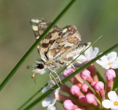 Carterocephalus argyrostigma