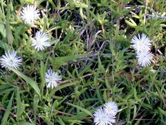 Delosperma inconspicuum