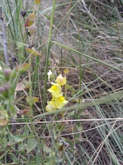 Linaria