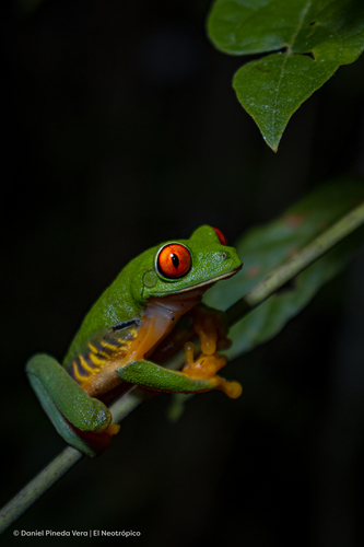 Agalychnis taylori