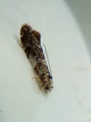 Eschatotypa derogatella