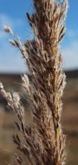 Miscanthus ecklonii