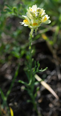 Linaria buriatica