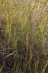 Miscanthus ecklonii