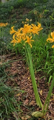 Lycoris aurea