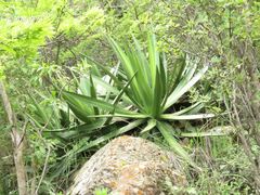 Agave angustiarum