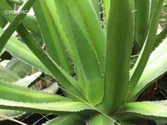 Agave angustiarum